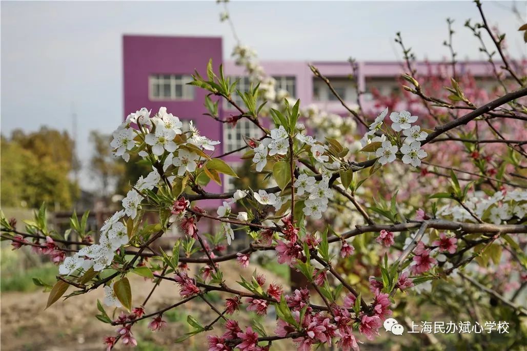 如醉如痴的斌心桃李園—人生真正的快樂是付出,真正的富有是給予_校園