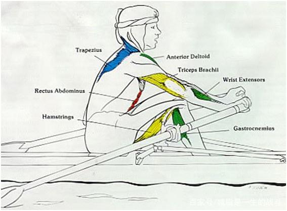 圖文划船機能減肚子嗎划船機鍛鍊肌肉部位詳解減肥效果大揭秘