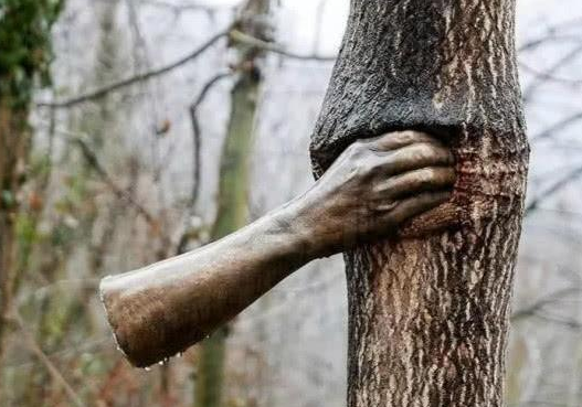 世上最可怕的食人树咬住人的手臂被迫切断50年从未松开