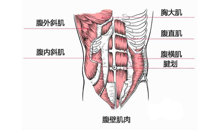 当你穿上束腰就相当于帮助这些肌肉行使它们的作用时间久了以后这些