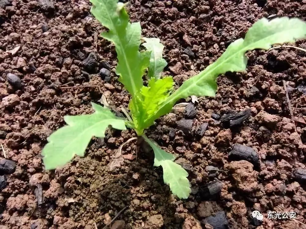 严厉打击种毒贩毒害人害己严厉打击非法种植毒品原植物行为