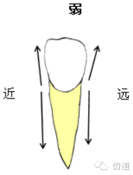 各个牙体雕刻之基本形态要求