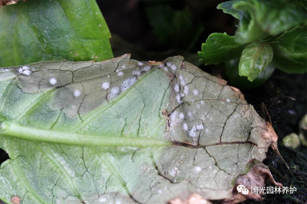 ②發生規律:病原菌為半知菌類灰葡萄孢菌,以菌核在土壤或病殘體上越冬