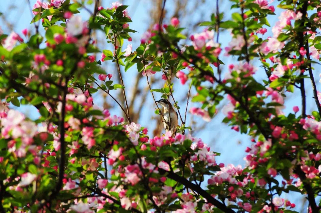 保定美術中學春景||花開錦繡季,春意盎然時