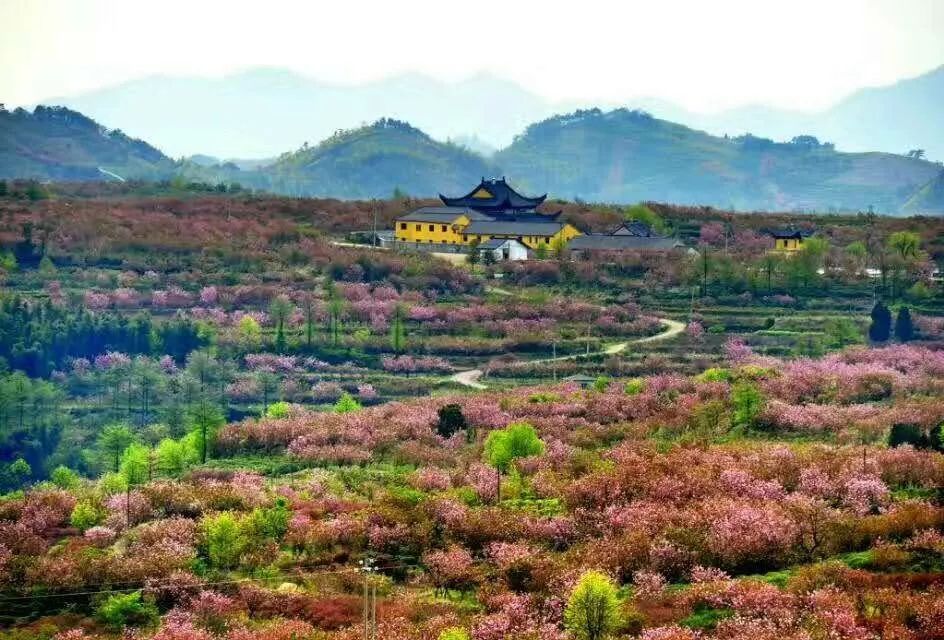 大岚秘境414人间四月天邂逅十里樱花岗