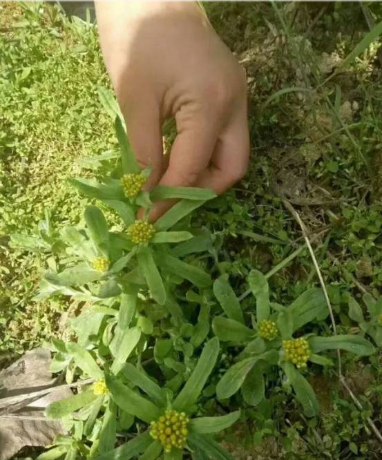 新宁有一种美食,满满都是家乡味道!