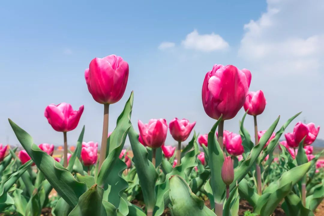 万株郁金香花开正盛,来这里遇见最美的四月天!_徐家院