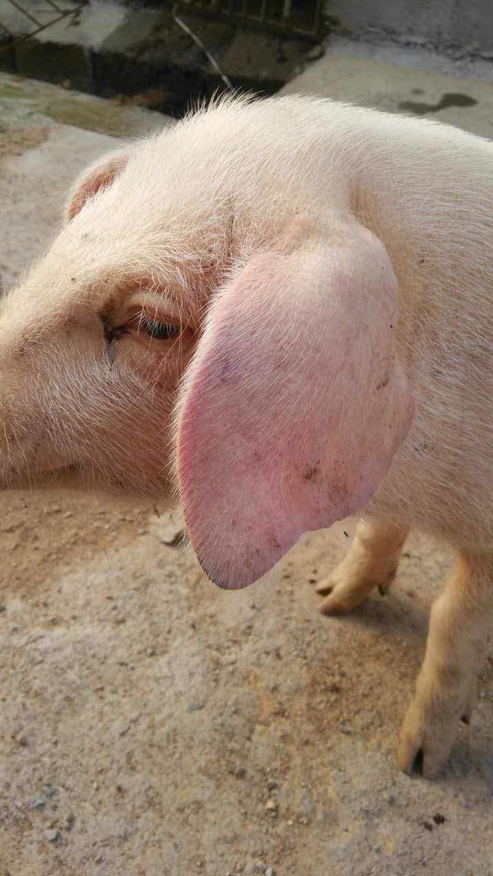 豬瘟生產廠家,豬瘟可以治療麼