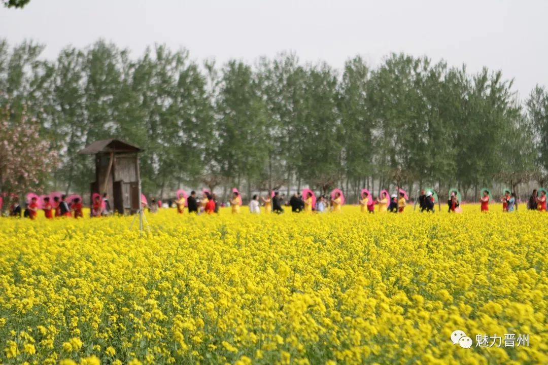 刚刚!梨花节与古典旗袍秀在晋州周家庄农业特色观光园完美邂逅