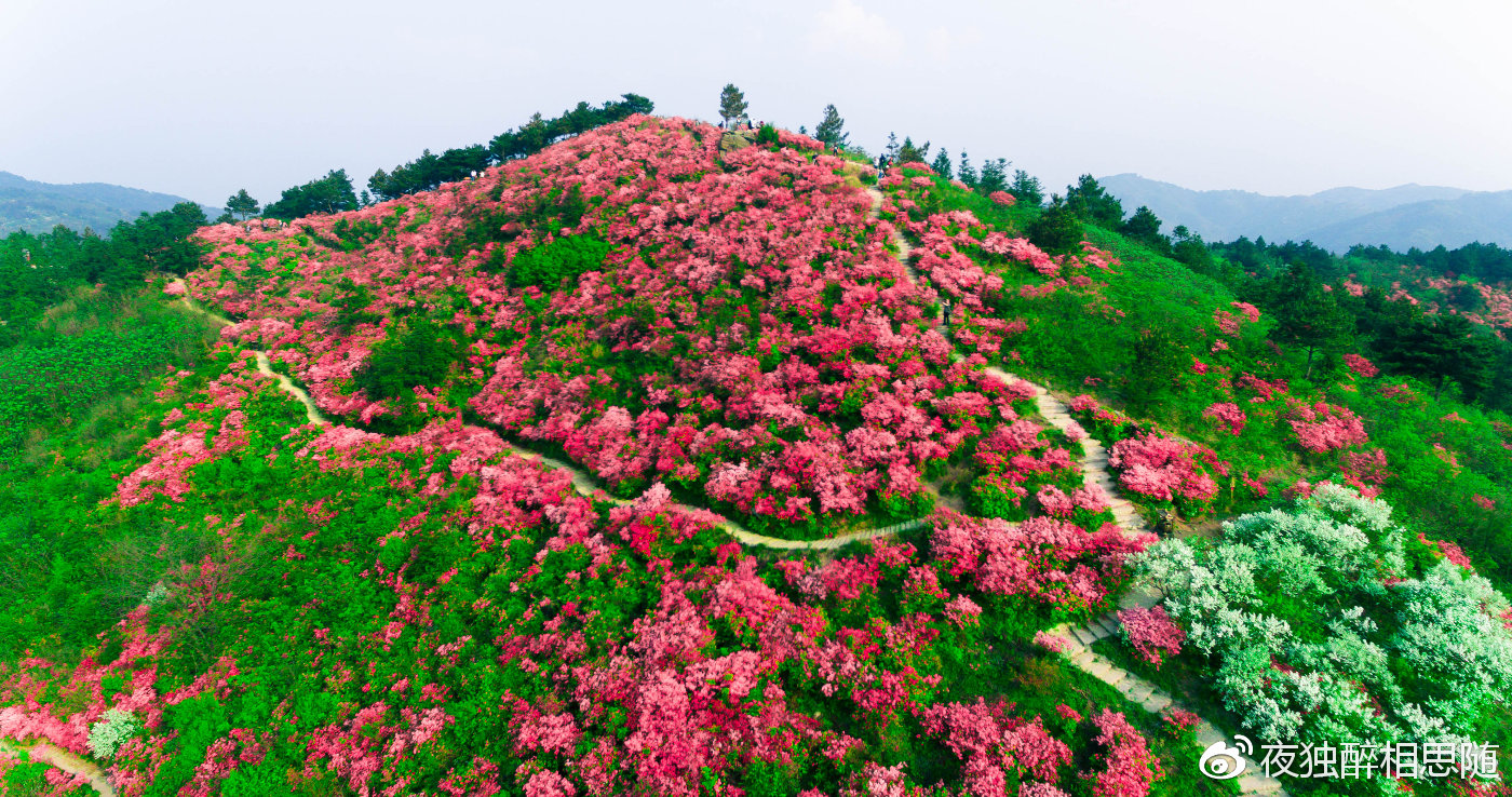 上帝視角:木蘭雲霧山數萬畝杜鵑花漫山開遍!網友:絕美!震撼!_景區