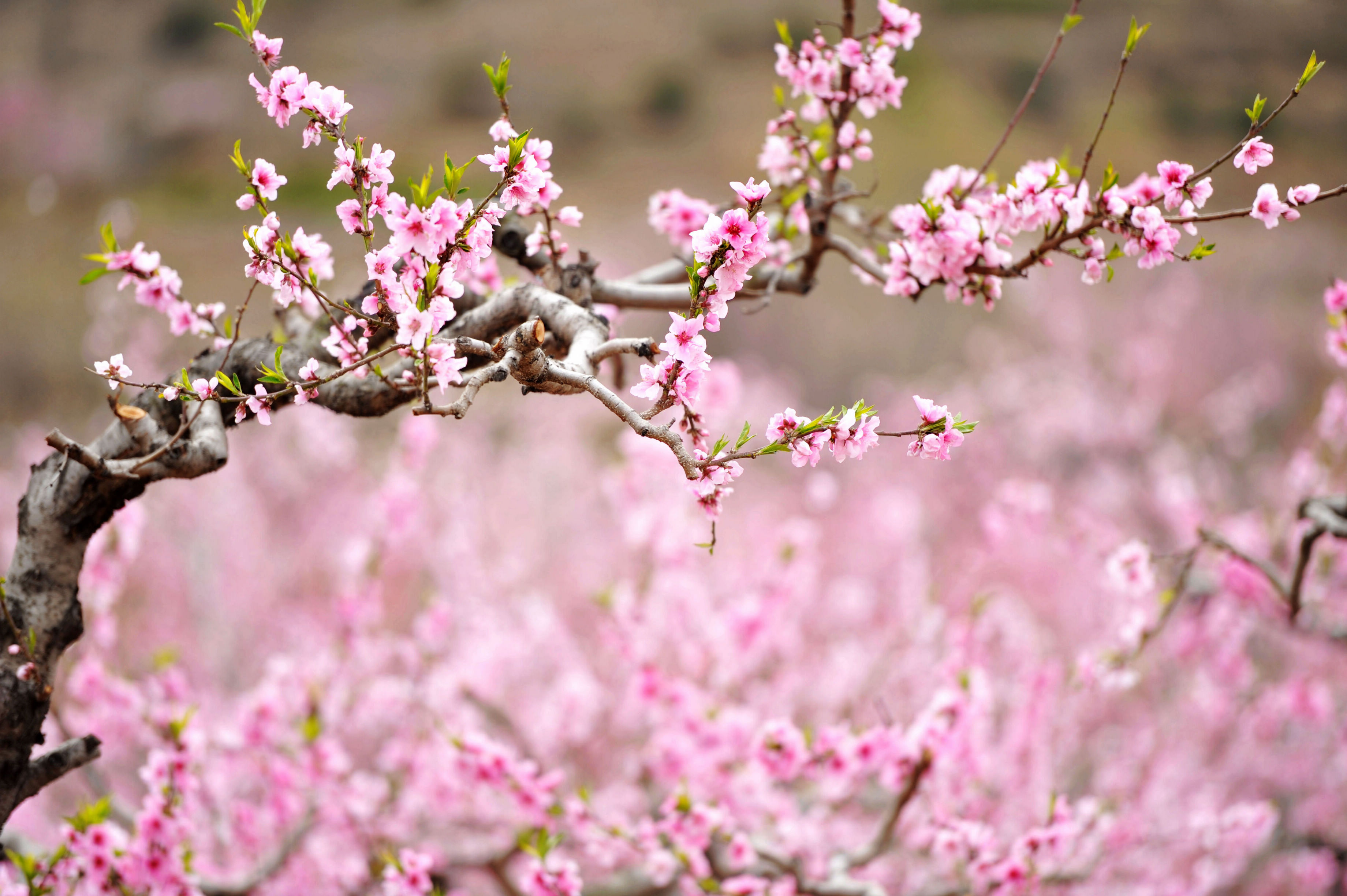 山东青岛四月桃花开