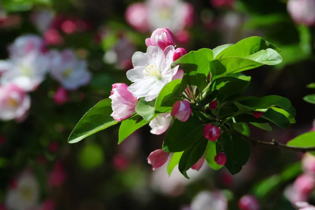 保定美術中學春景||花開錦繡季,春意盎然時