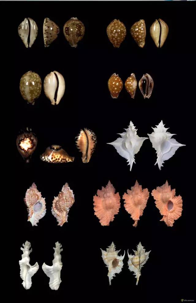 50种最珍稀贝类图片