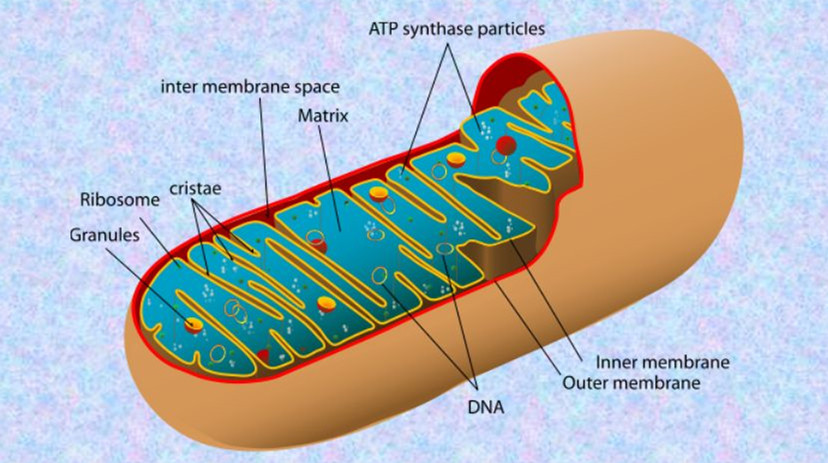 生物学教科书又被改写,父亲的线粒体dna也可以遗传后代