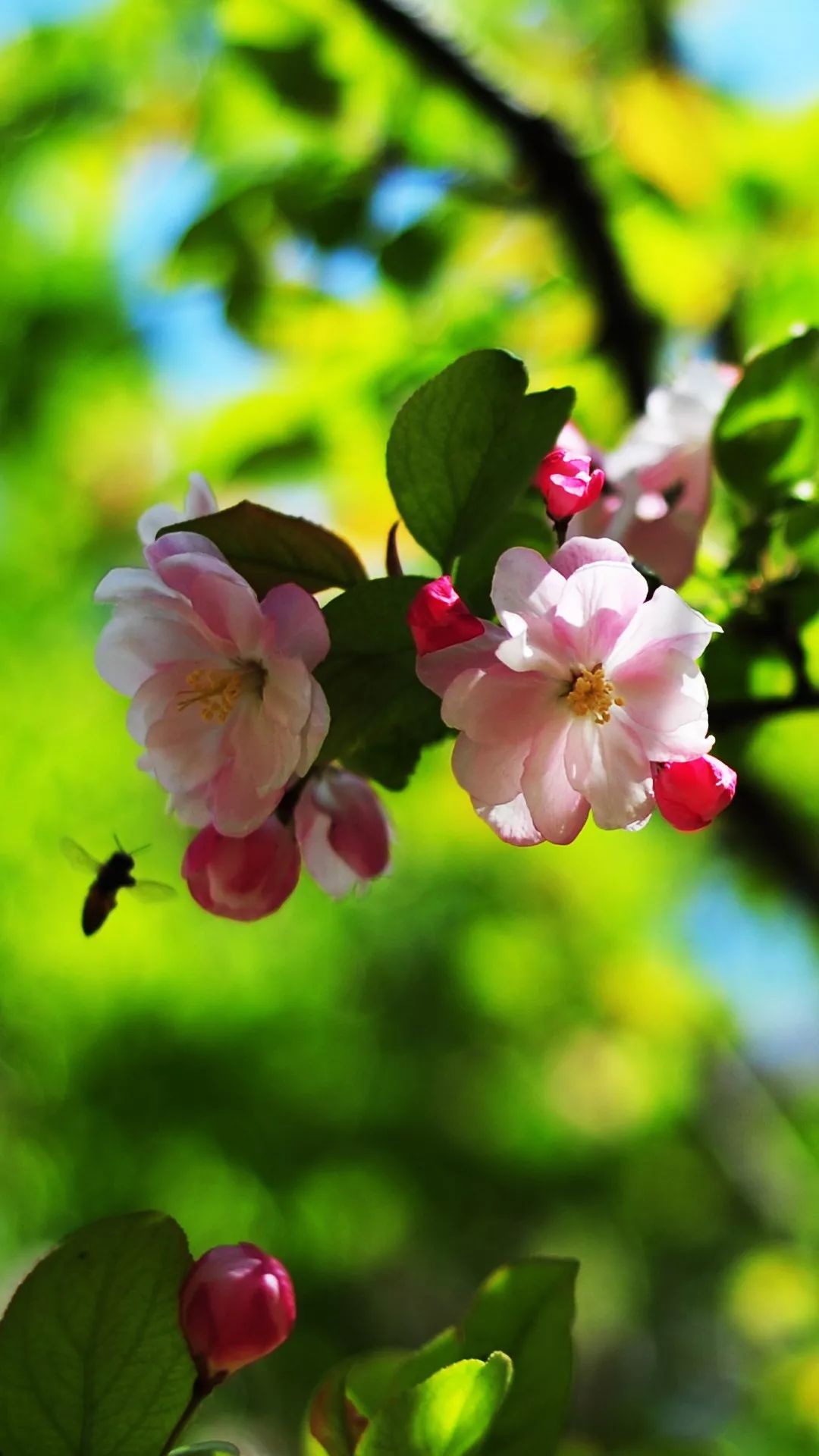 保定美術中學春景||花開錦繡季,春意盎然時