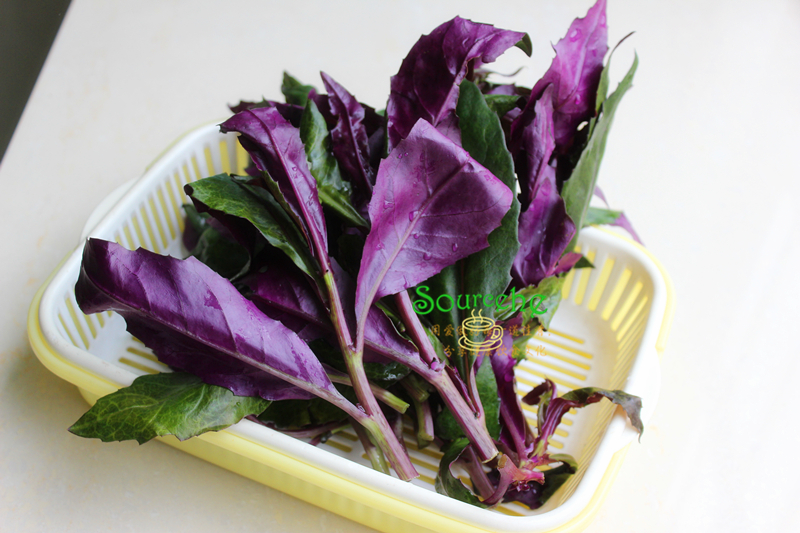紫贝菜很奇怪,一片叶子有二种颜色,上面是绿色,背面是紫红色