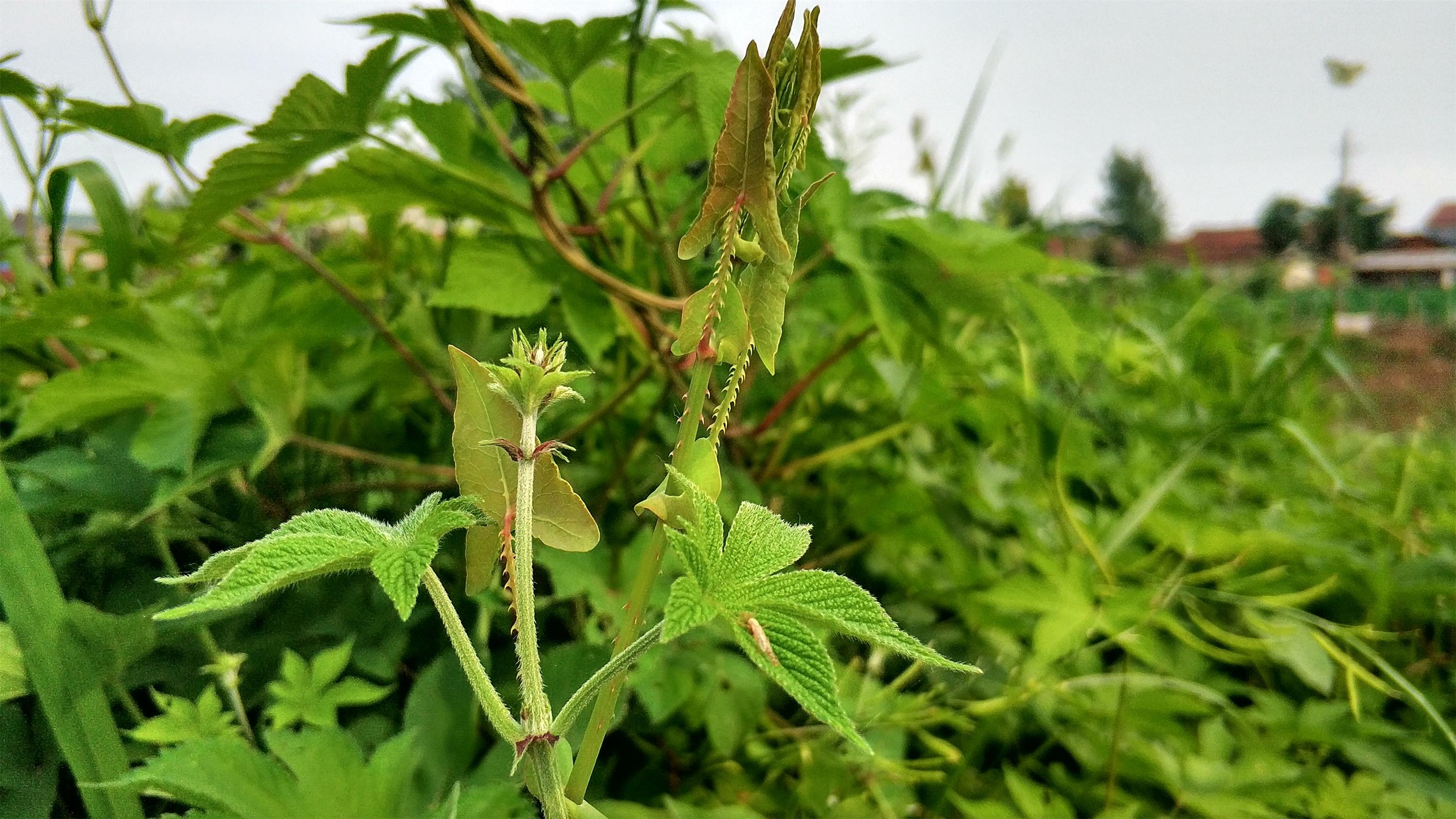 農村一種滿身是刺的野草,碰到就見血,價值卻很高,曬乾10元一斤