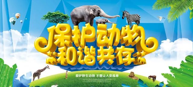 國際珍稀動物保護日保護動物從你我做起