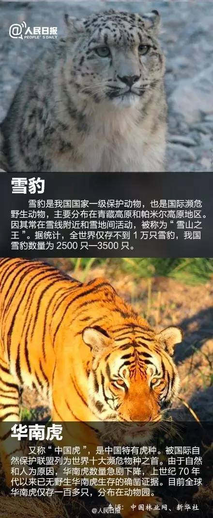 4月8日是國際珍稀動物保護日這些國寶級的珍稀動物你都知道嗎