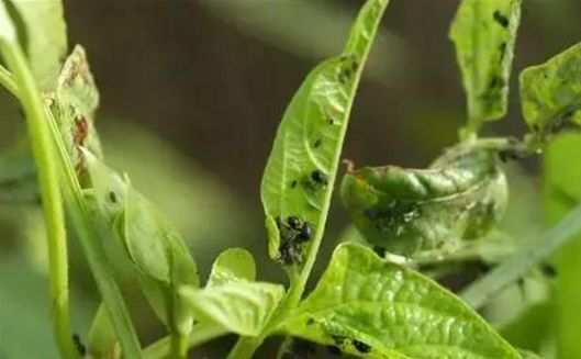 吐血整理!芸豆(菜豆)16种病虫害图谱来了