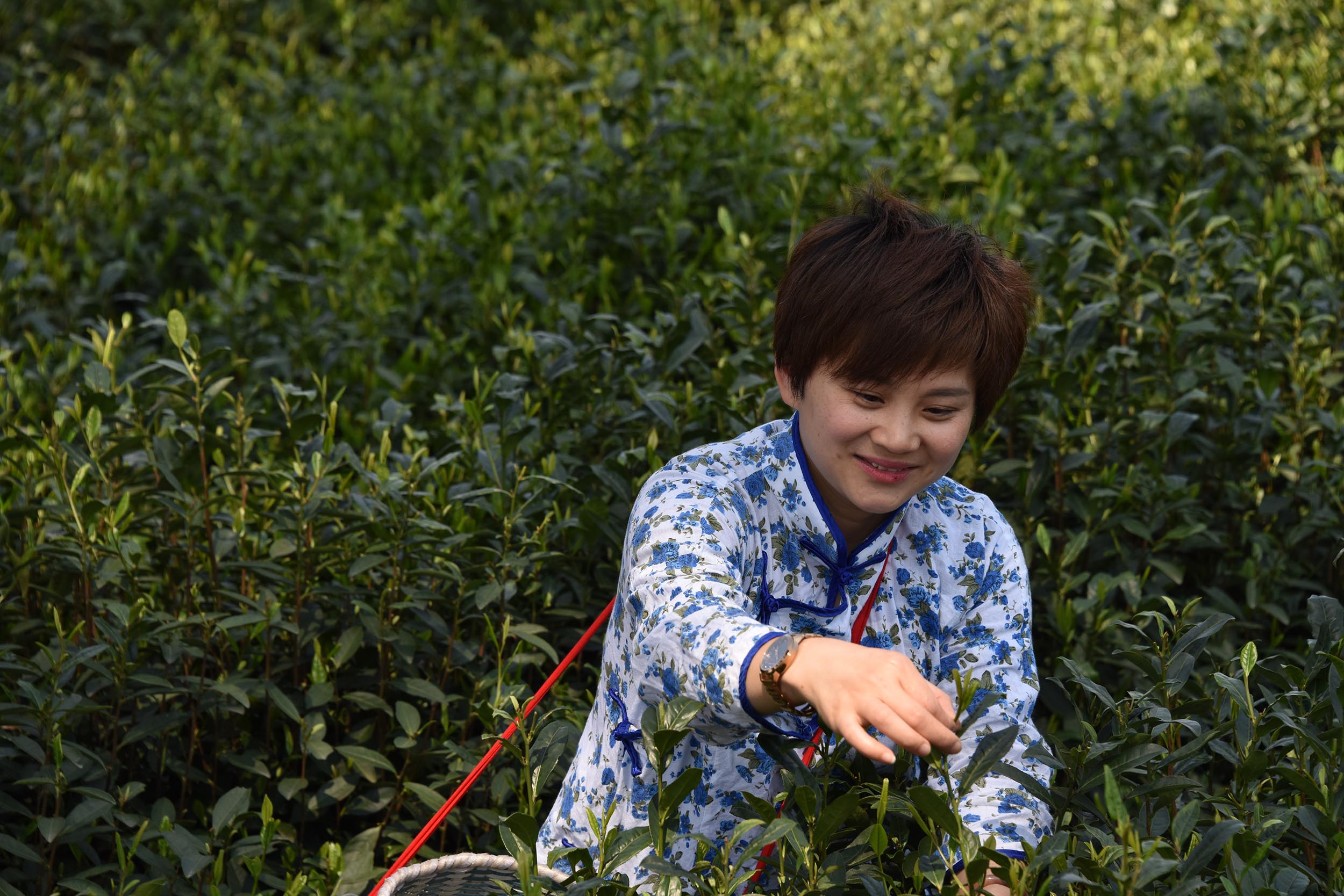 江西上饶茗龙茶园采摘忙