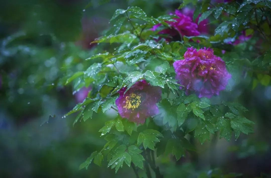 听了一夜的春雨淅沥滴答,清晨窗外飘来阵阵卖杏花的吆喝声.