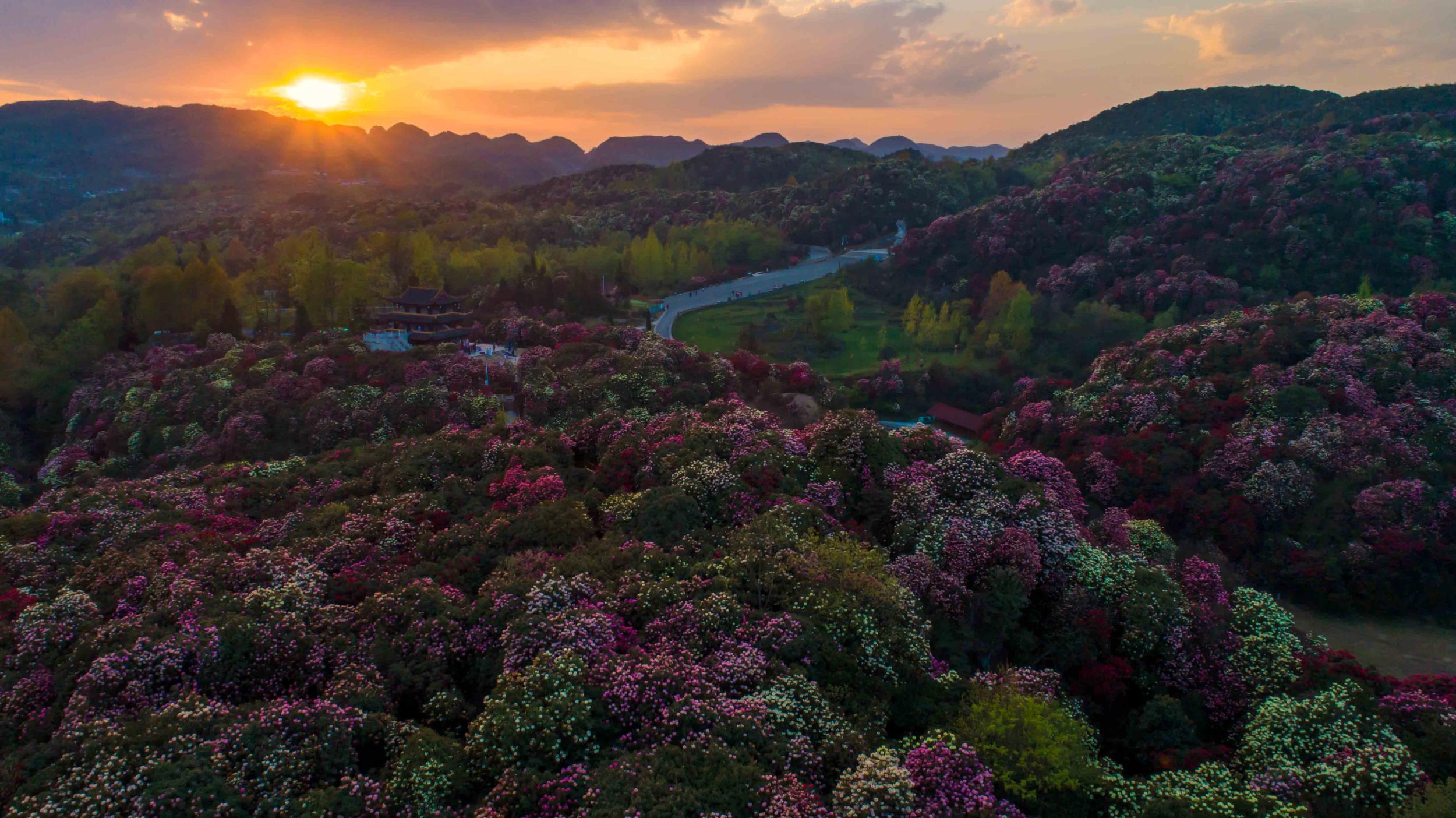 百里杜鹃 全景图片