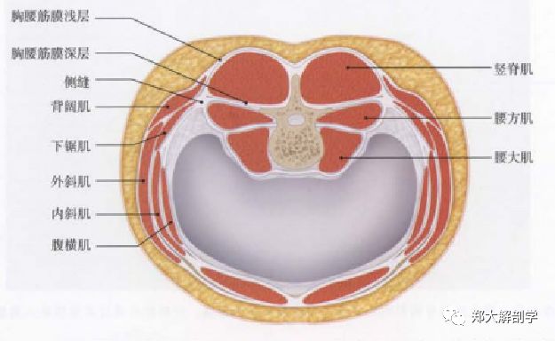 【筋膜系列】胸腰筋膜对脊柱稳定性的作用