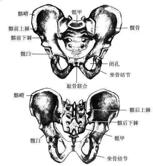 女性盆骨结构图及名称图片