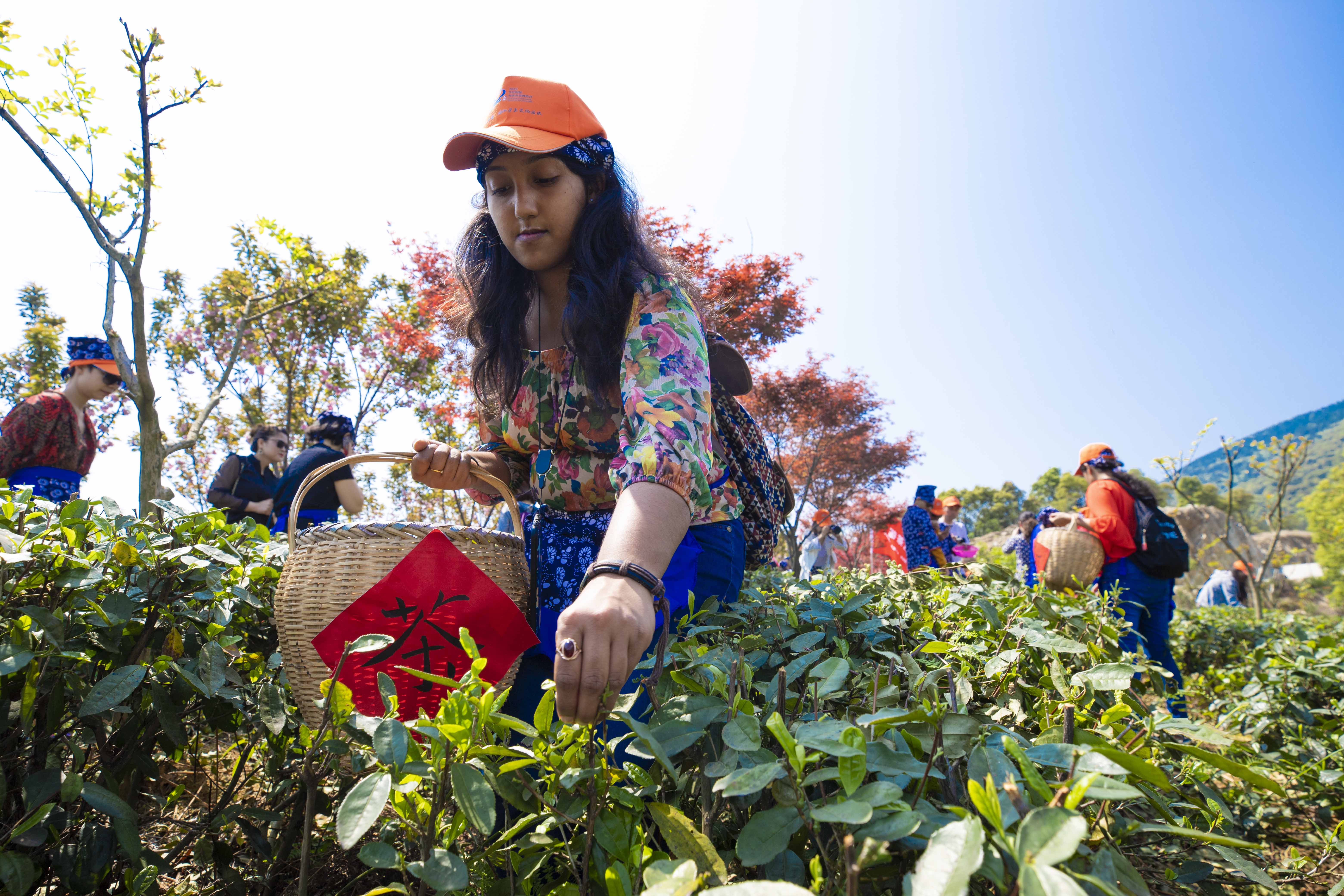 江西九江:留學生體驗茶文化