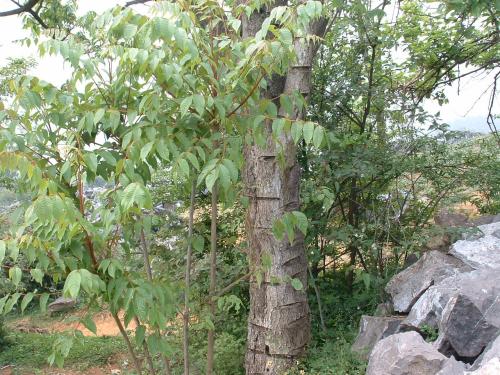 这种树在农村中很常见,皮肤碰到就会痒,枝叶可制作成涂料!