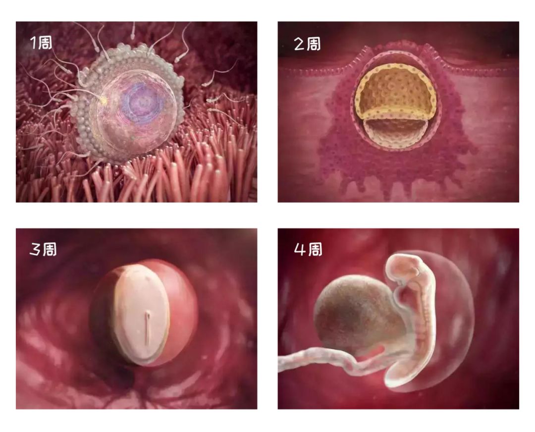 胎儿发育40周全过程图片