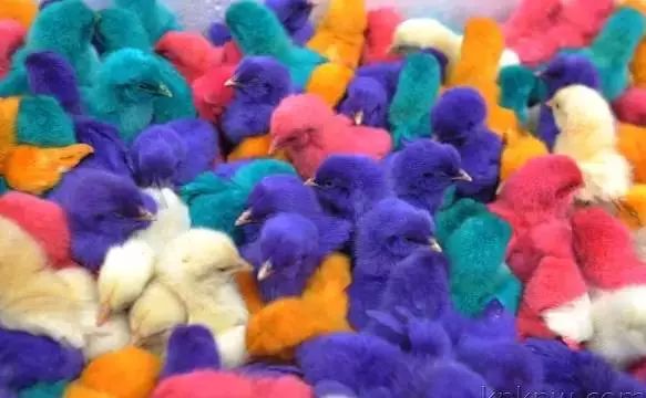 皮肤科医生:很多家长会将染色的小鸡买回家让小孩当宠物玩,而这些小鸡
