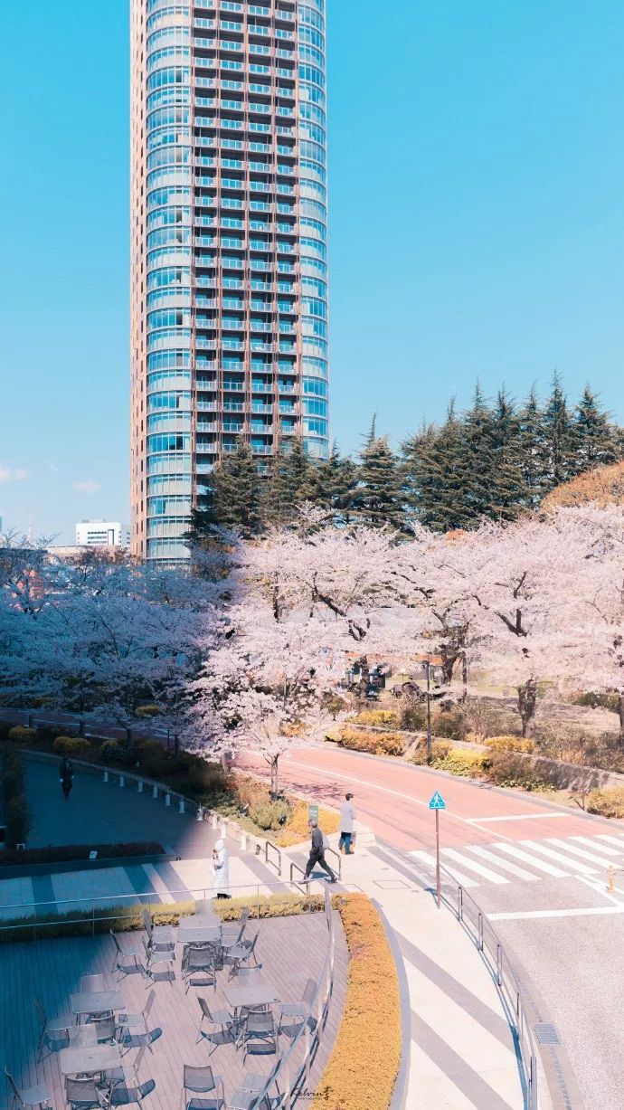 原創四月,日本的櫻花又開成了漫畫裡的樣子