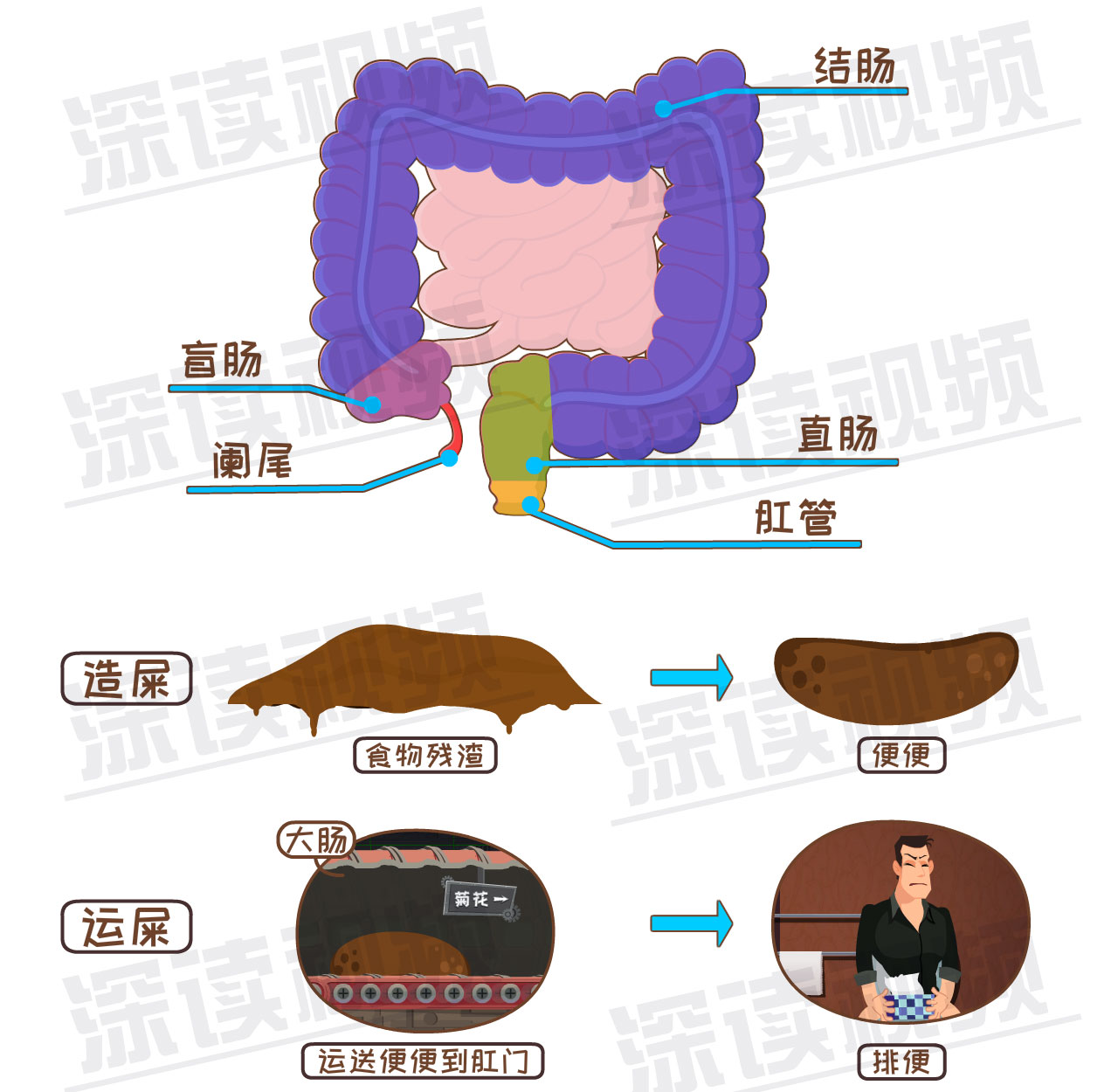 深读便秘2拉不出屎到底该怪谁