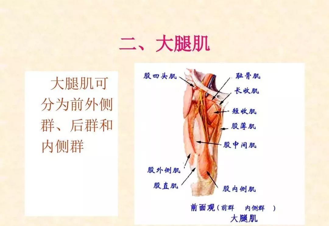 人體下肢精細解剖