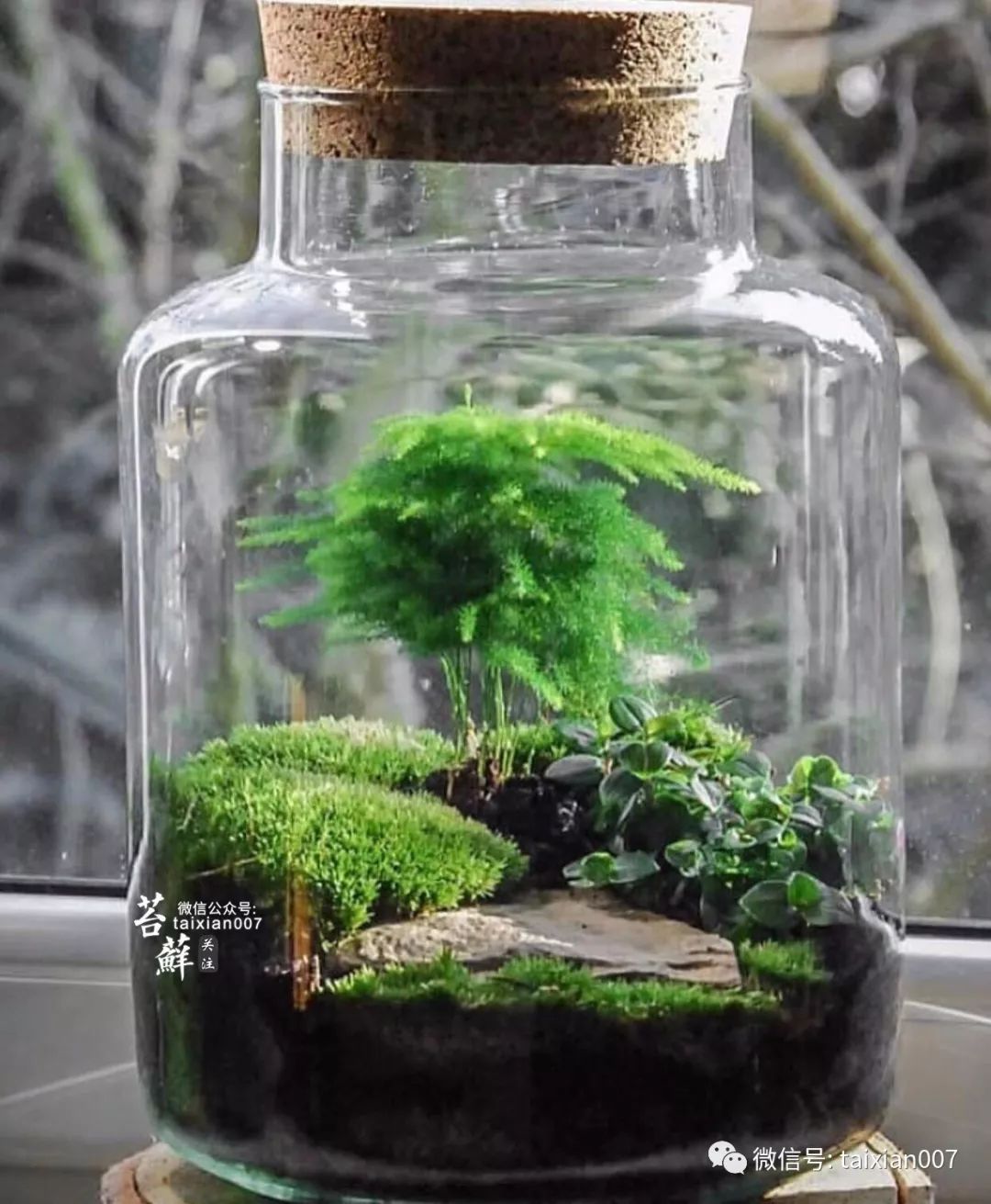 微景观生态瓶制作过程图片