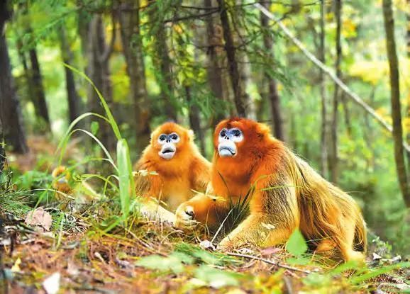 維護生物多樣性保護秦嶺大家園關注秦嶺野生動物一