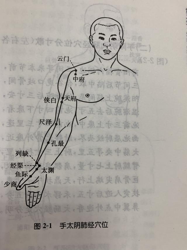 手太阴肺经穴位图(二)手阳明大肠经穴位分寸歌商阳食指内侧边,二间寻