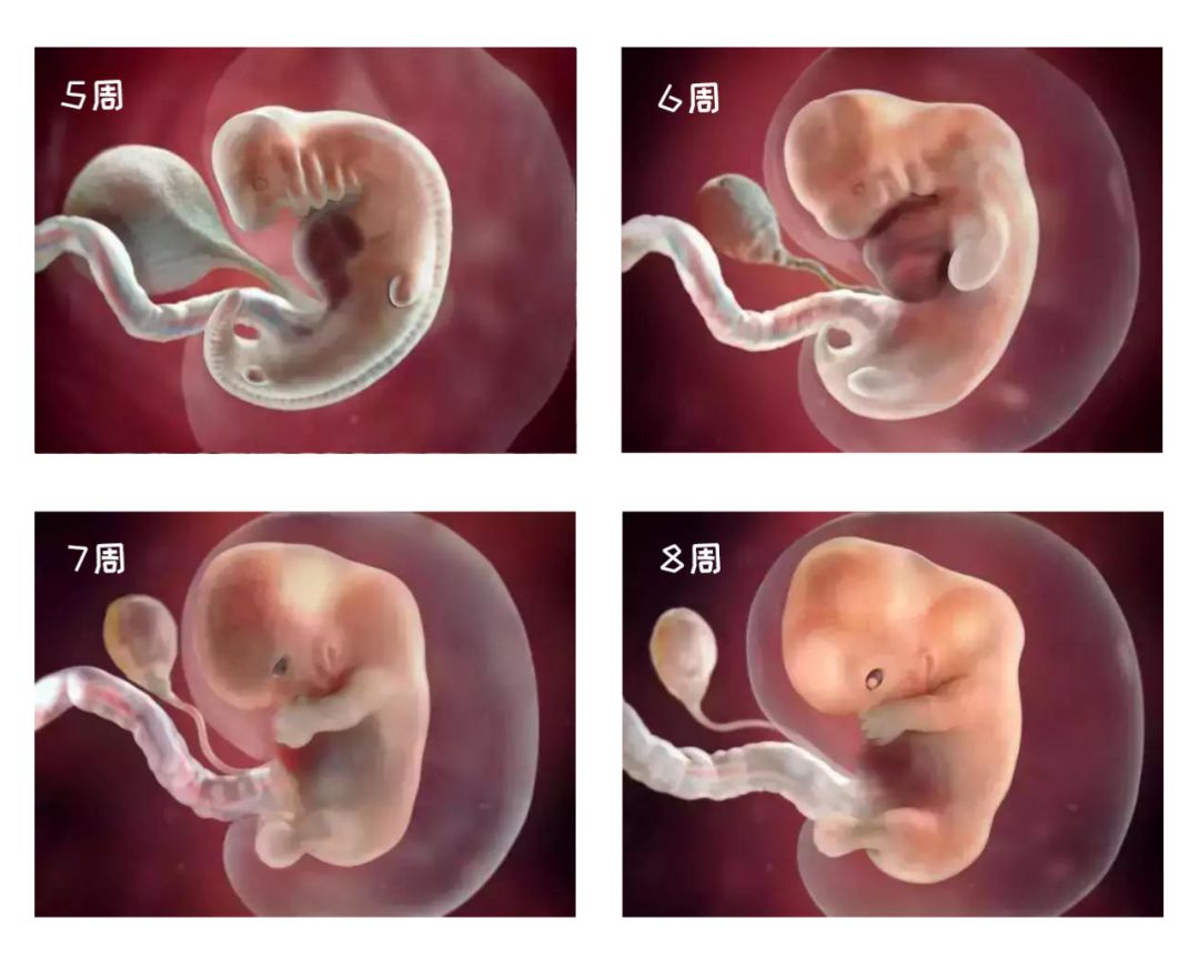 孕宝宝每周发育过程图图片