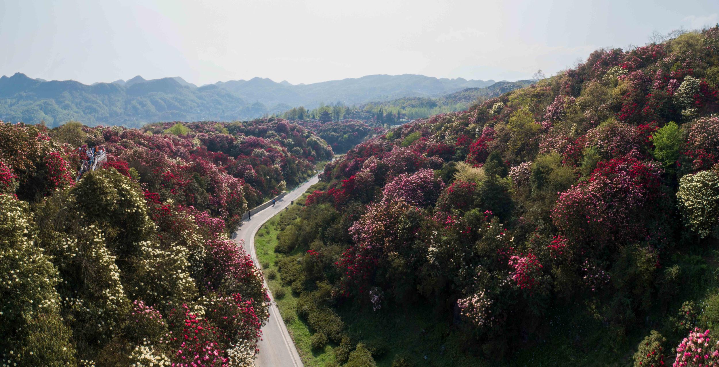 百里杜鹃 全景图片