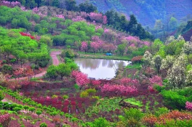 【特惠|100元】4月11日 週四 寧波四明山賞萬畝櫻花,桃花,油菜花(一