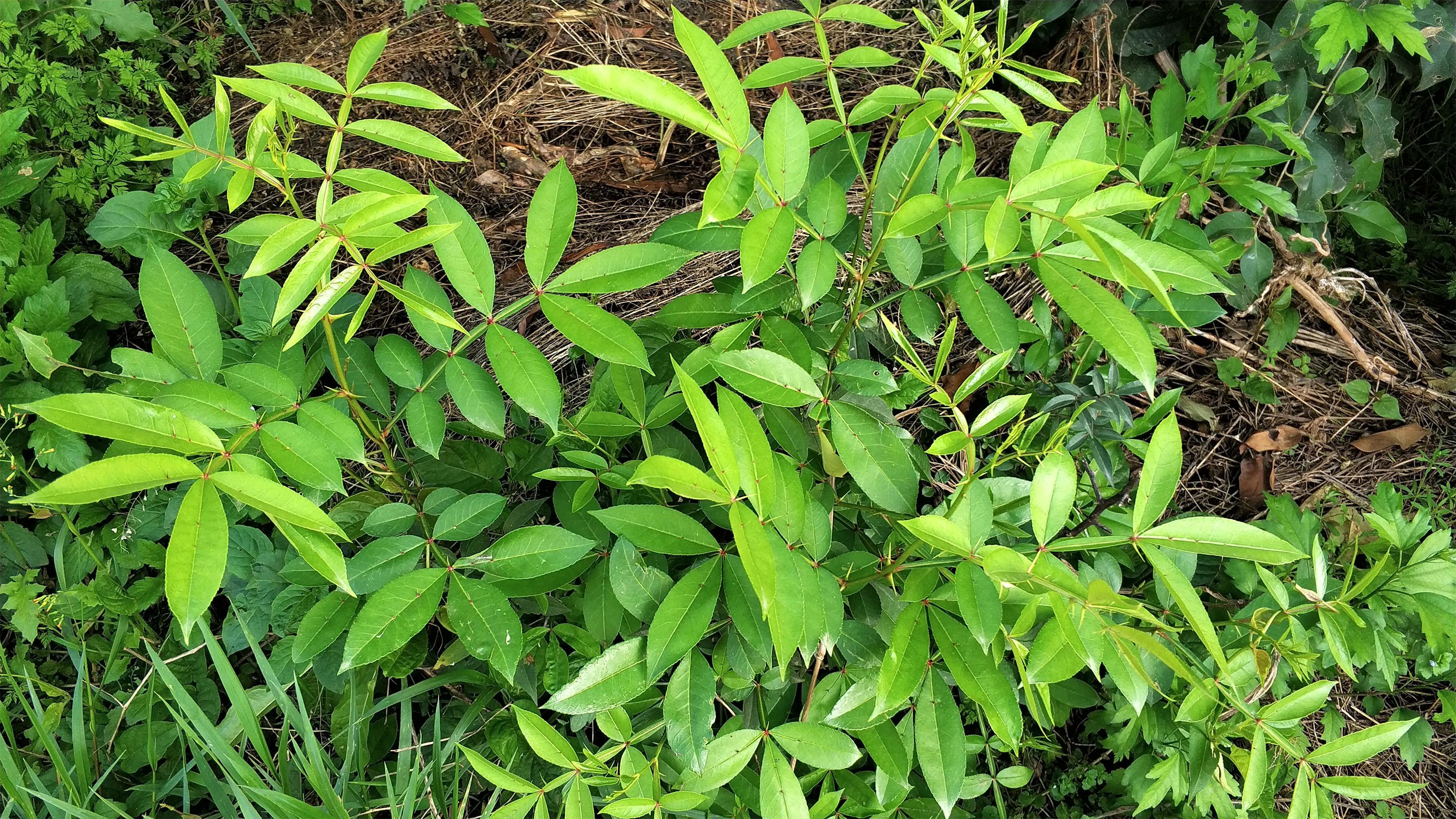 朋友踏青的必去之地,因为在农村野外各种各样的野生植物纷纷开始生长