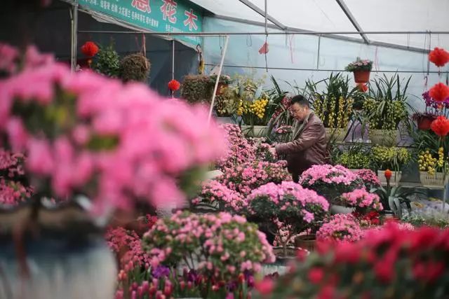 现场,市规划和自然资源局了全市花卉市场空间布