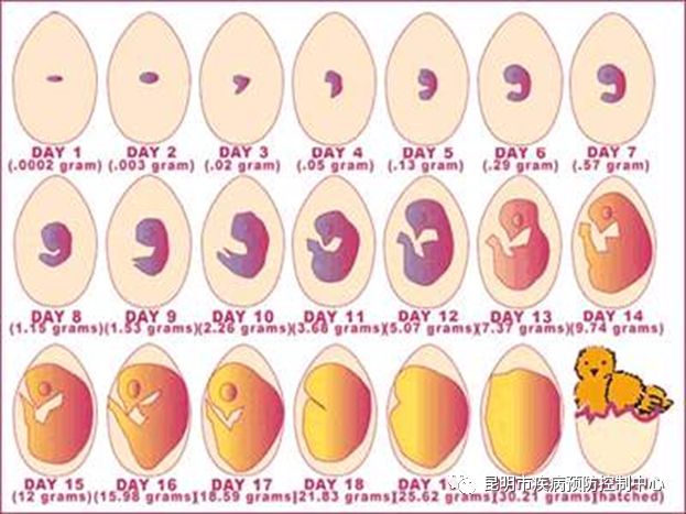 鸡胚发育图解图片