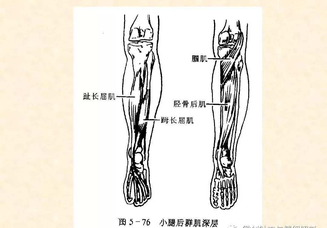 人体下肢精细解剖