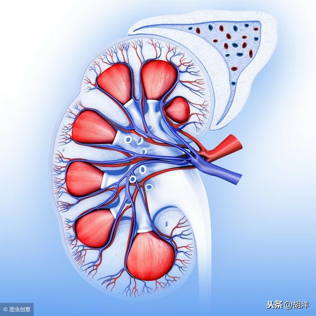 腎臟滿是水泡,嚴重時導致腎衰竭需要透析,腎囊腫到底是什麼病