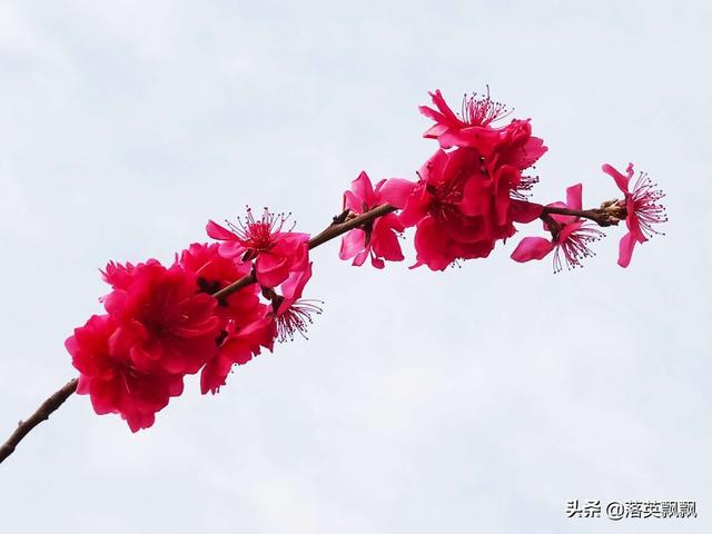 落英原創詩詞桃花詩兩首抬頭一樹花