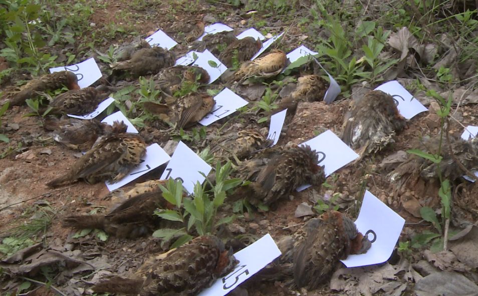 發現有人用捕鳥網繩,電媒遙控訓鳥器等工具逮捕三級保護動物野生竹雞