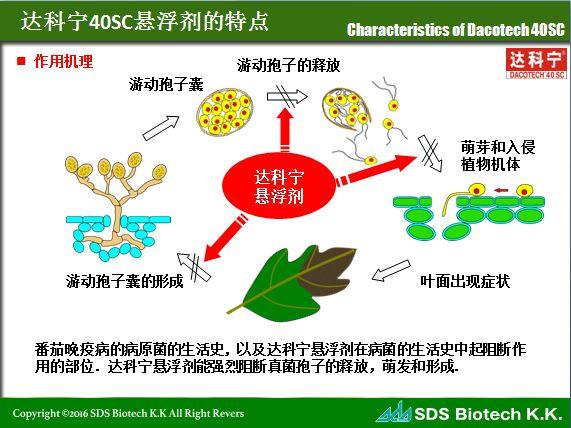 達科寧03專注殺菌50年劑型升級40百菌清懸浮劑重磅來襲